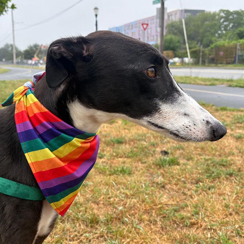Tulip, Adopted, Adult Male Greyhound.