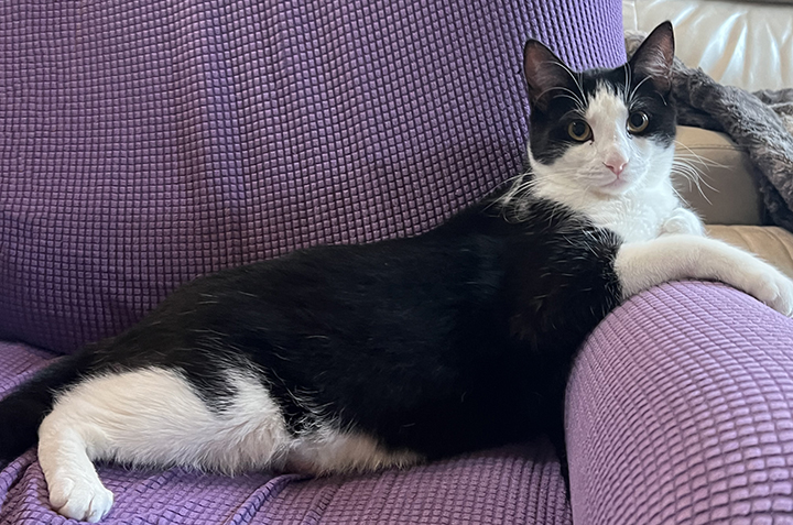 Taco, a Adoptable Domestic Short Hair in Montclair, CA image 2/6