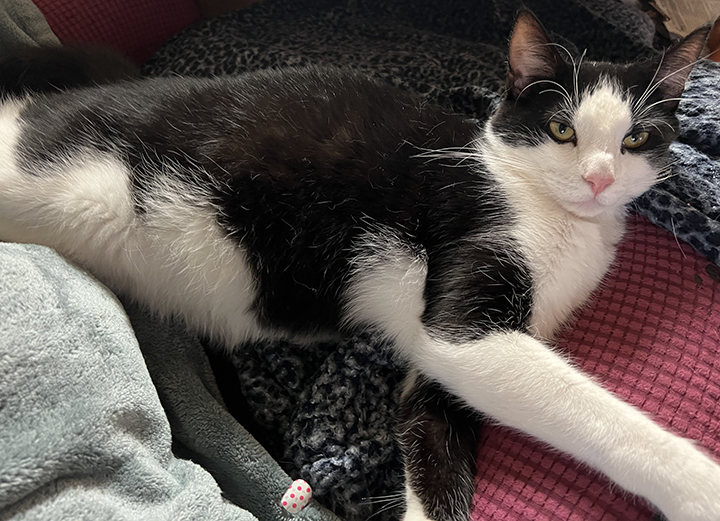 Taco, a Adoptable Domestic Short Hair in Montclair, CA image 3/6