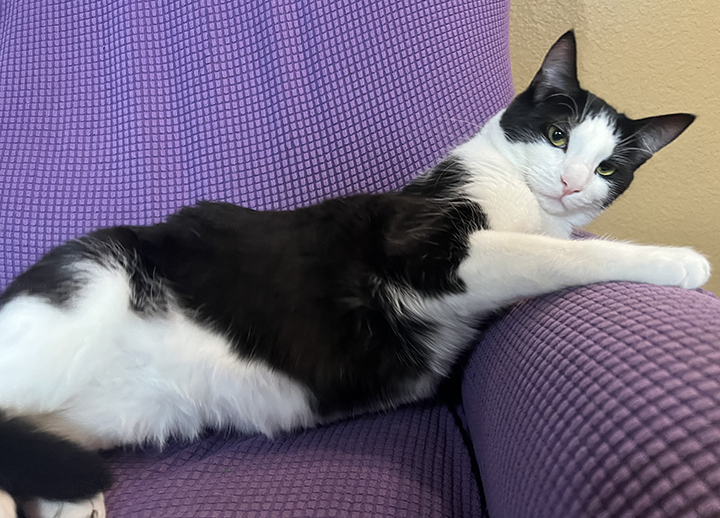 Taco, a Adoptable Domestic Short Hair in Montclair, CA image 4/6