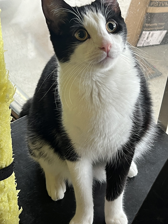 Taco, a Adoptable Domestic Short Hair in Montclair, CA image 6/6