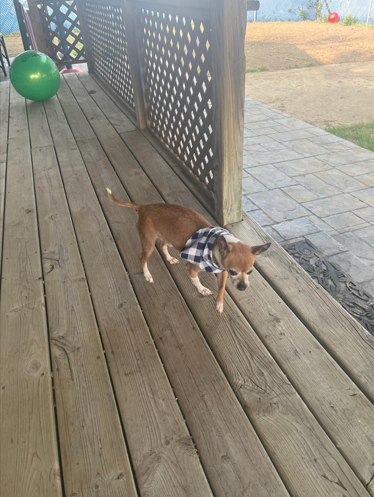 Jerry, Adoptable, Adult Male Chihuahua.