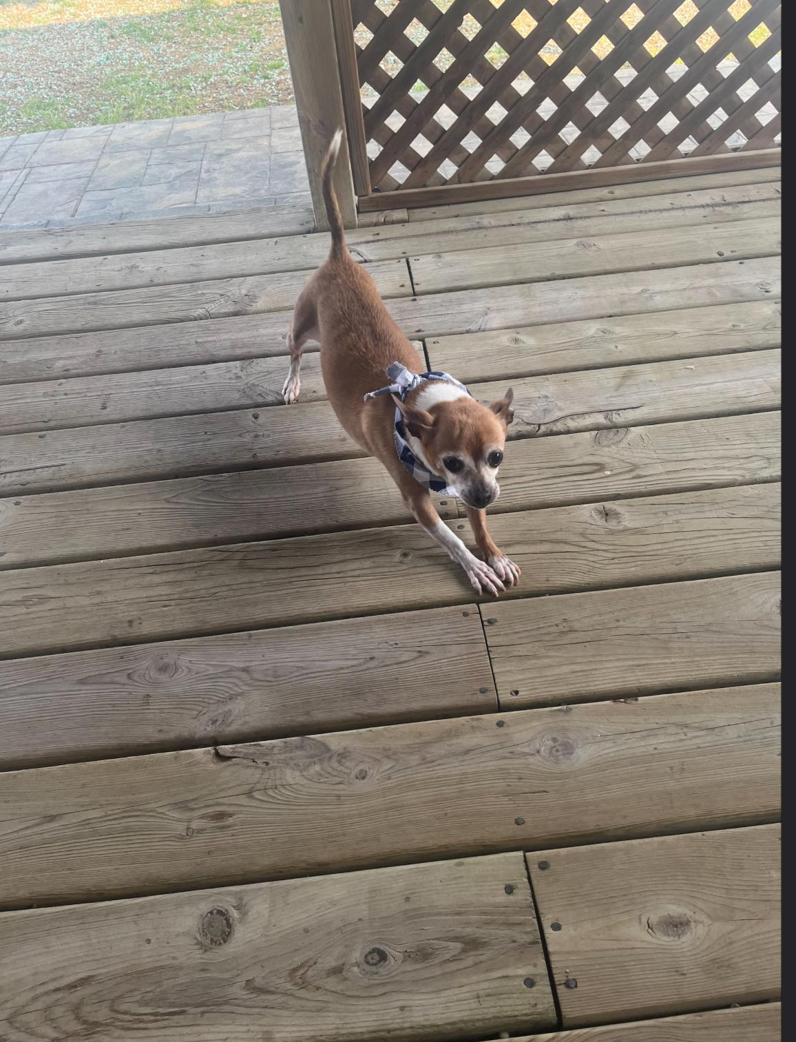 Jerry, a Adoptable Chihuahua in Union Grove, WI image 2/3