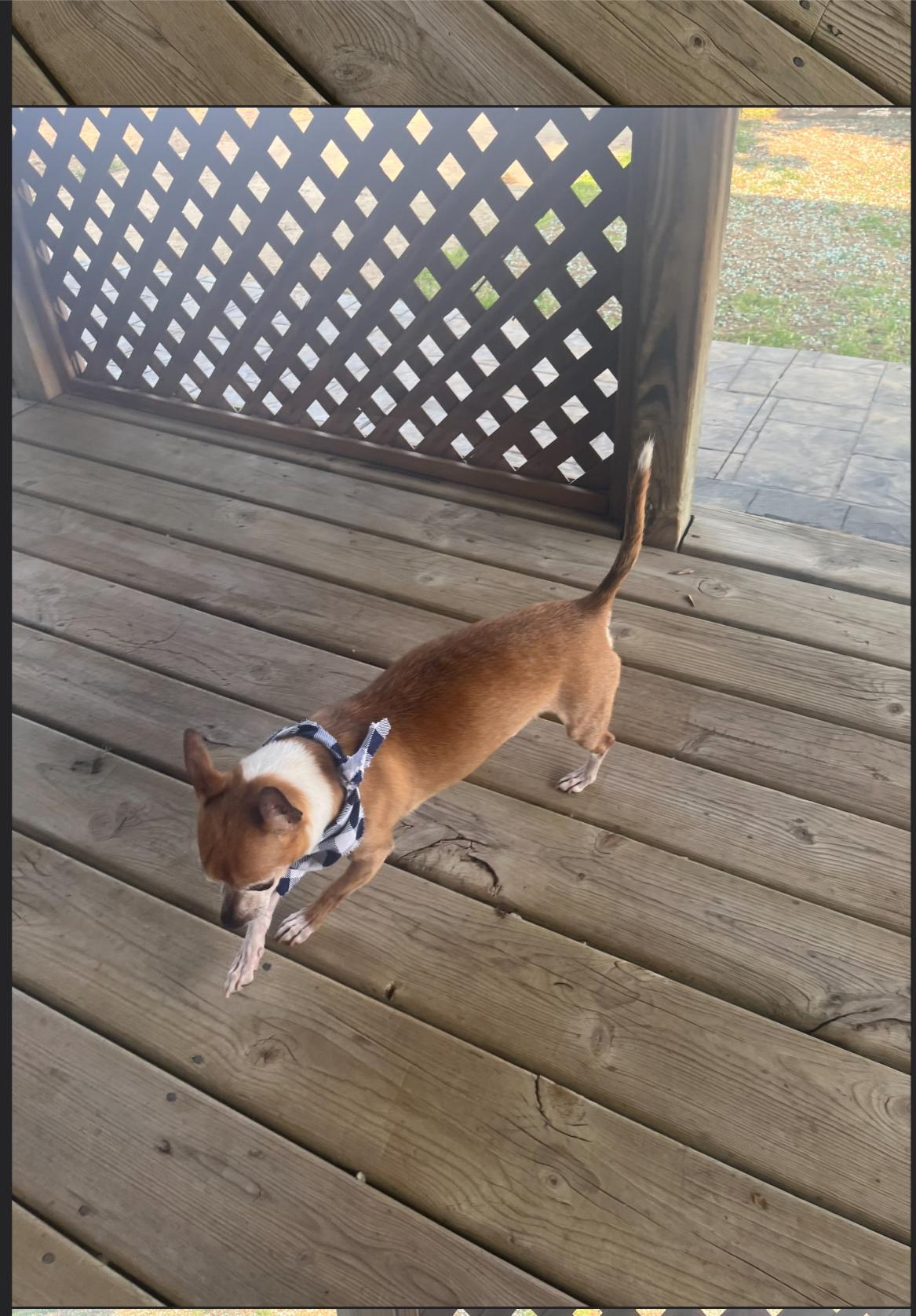 Jerry, a Adoptable Chihuahua in Union Grove, WI image 3/3