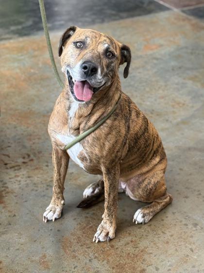 Enlarge Beatrix, a Adoptable mixed breed in Memphis, TN image 1/3