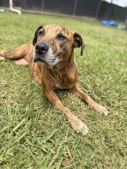 Enlarge Beatrix, a Adoptable mixed breed in Memphis, TN image 2/3