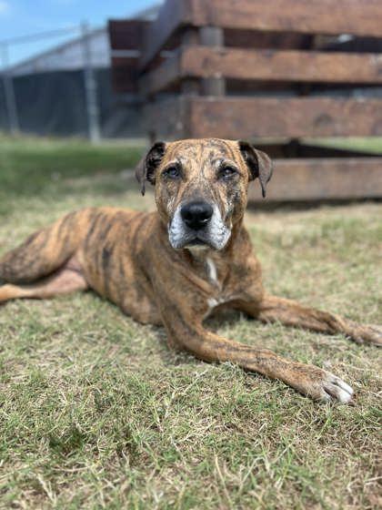 Enlarge Beatrix, a Adoptable mixed breed in Memphis, TN image 3/3