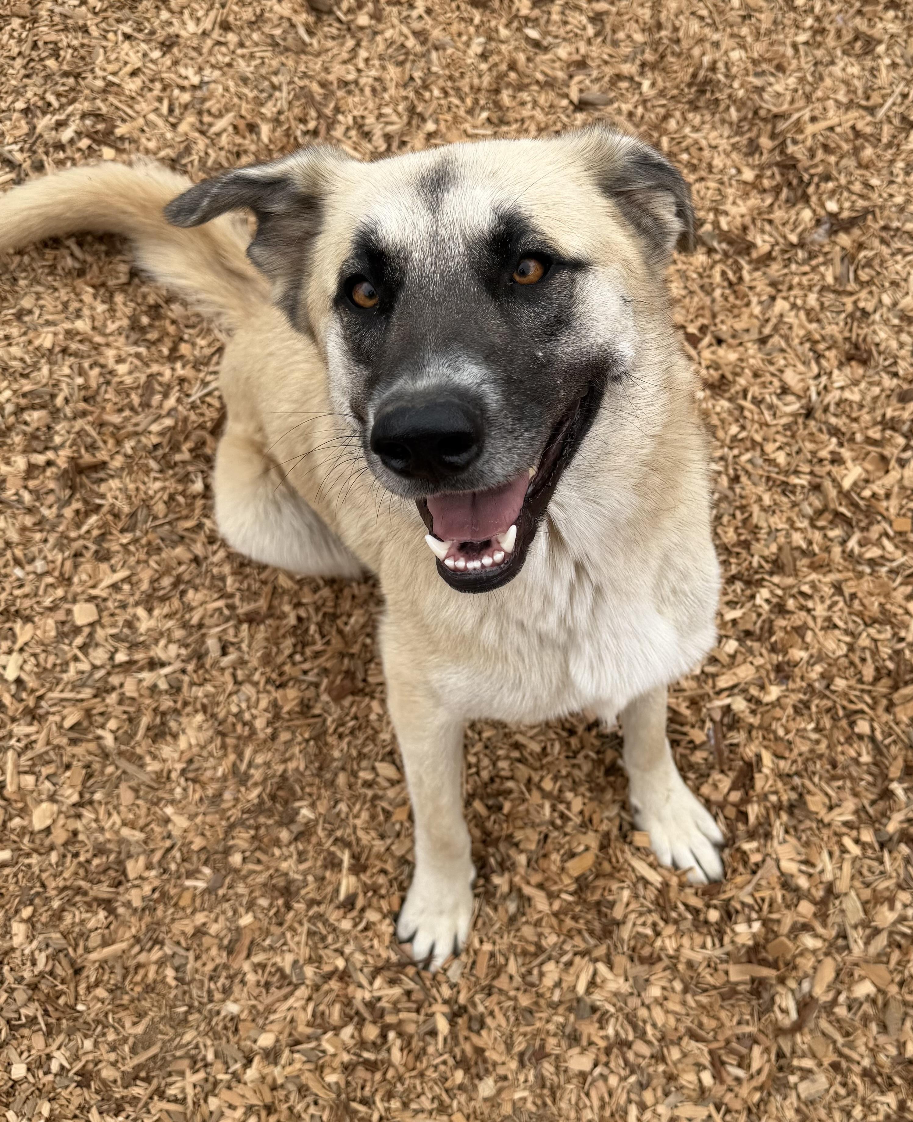 Daisy, Adoptable, Adult Female German Shepherd Dog & Anatolian Shepherd.