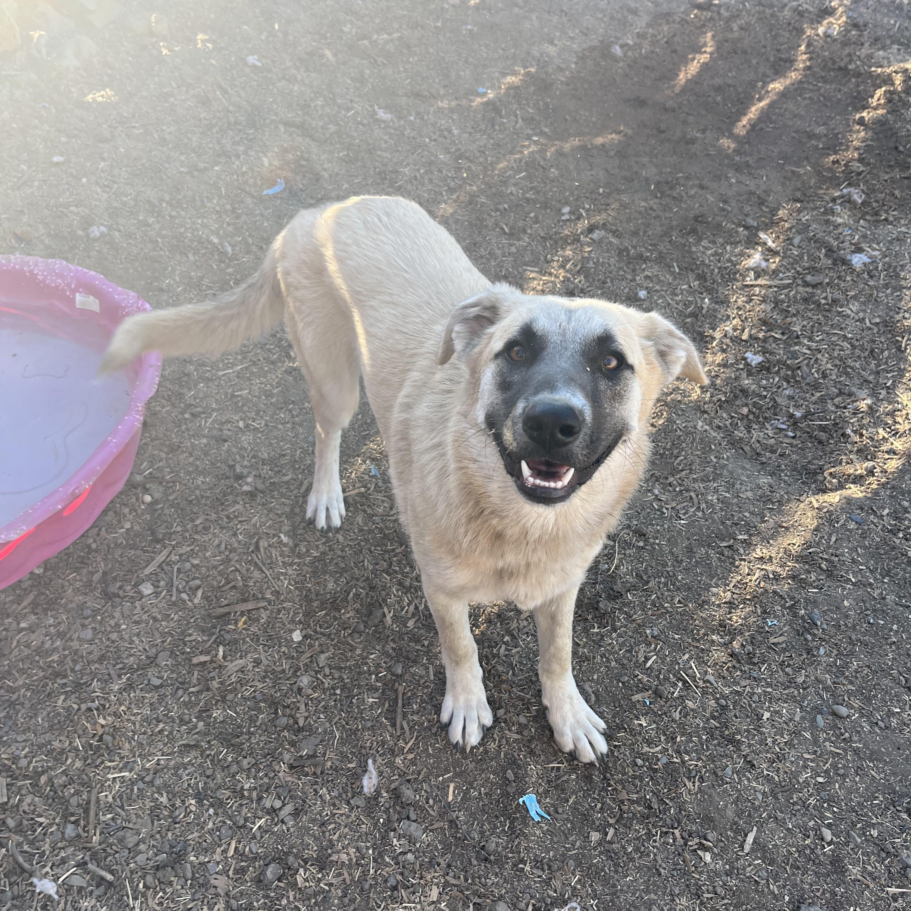 Enlarge Daisy, a Adoptable mixed breed in stockton, CA image 5/5