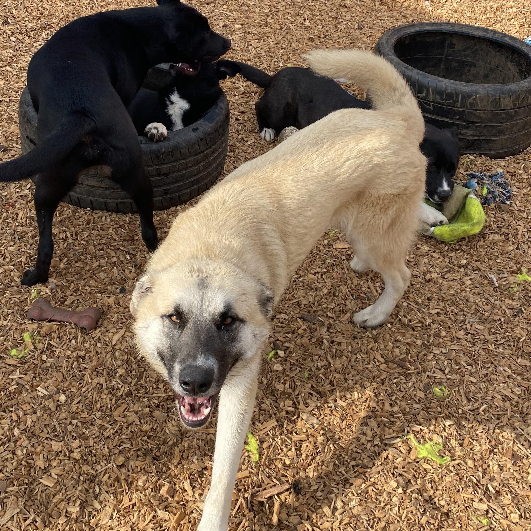 Enlarge Daisy, a Adoptable mixed breed in stockton, CA image 2/5