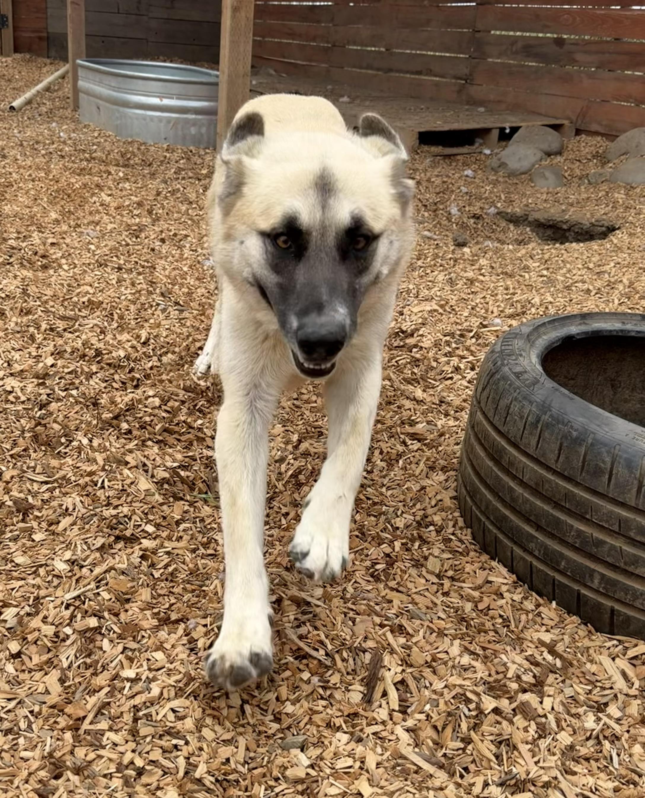Enlarge Daisy, a Adoptable mixed breed in stockton, CA image 3/5