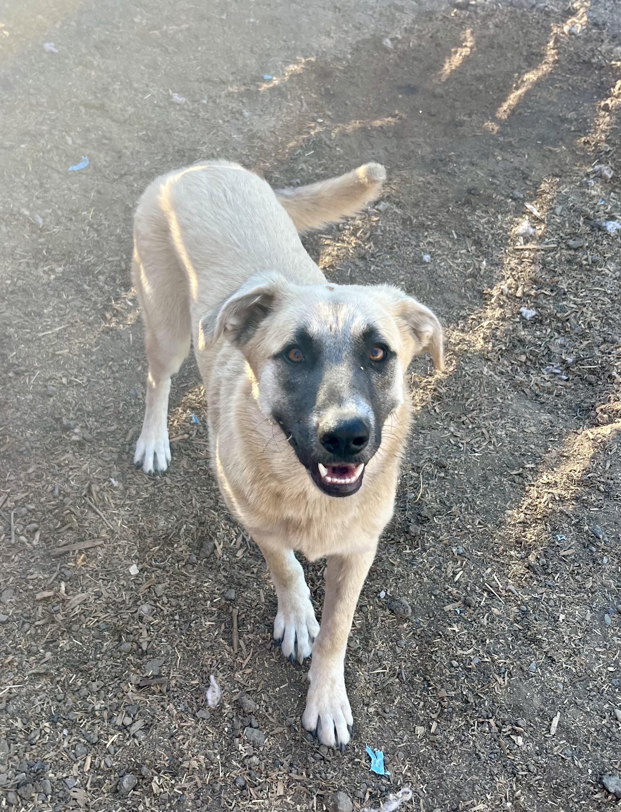 Enlarge Daisy, a Adoptable mixed breed in stockton, CA image 4/5