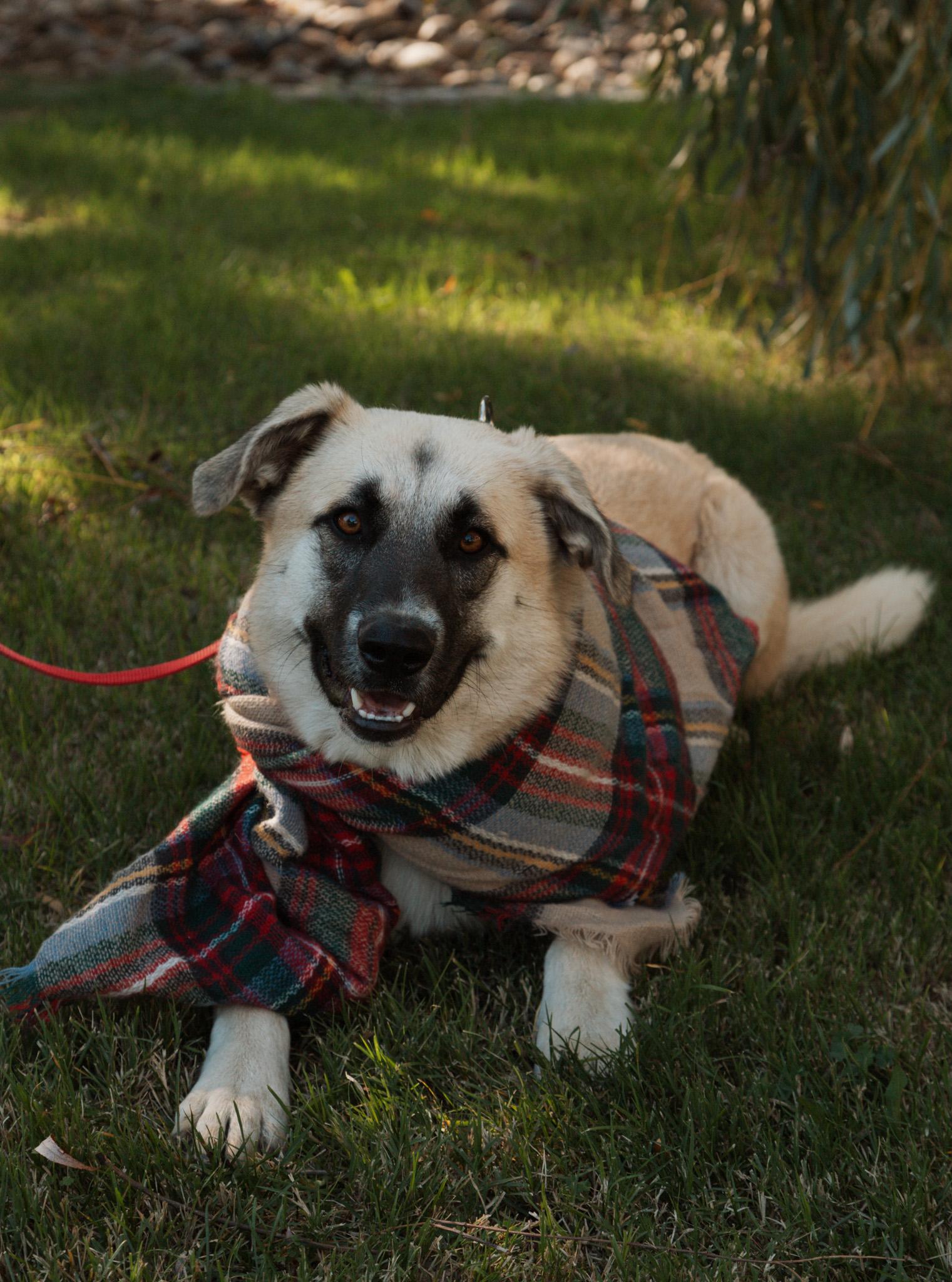 Daisy, Adoptable, Adult Female Anatolian Shepherd & Great Pyrenees.