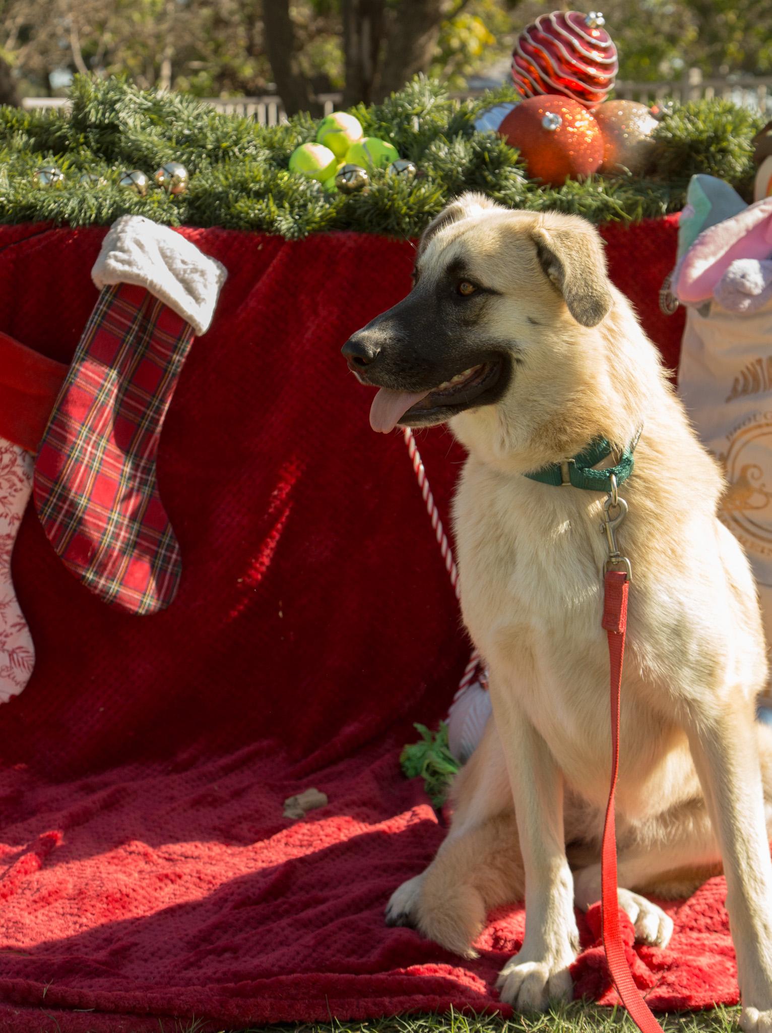 Enlarge Daisy, a Adoptable mixed breed in stockton, CA image 3/5