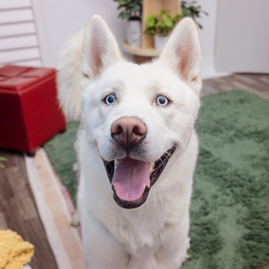 Enlarge Buster Moon, a Adoptable mixed breed in Los Angeles, CA image 1/2