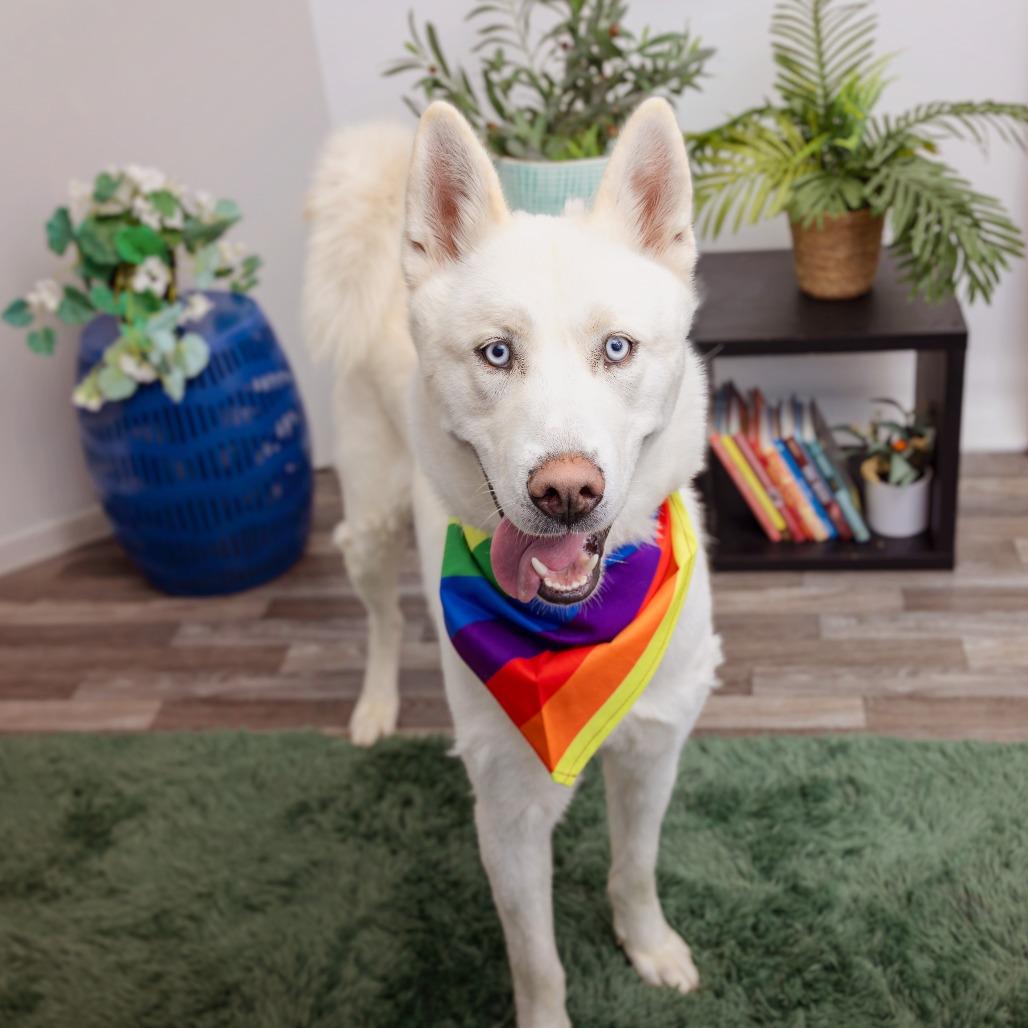 Enlarge Buster Moon, a Adoptable mixed breed in Los Angeles, CA image 2/2