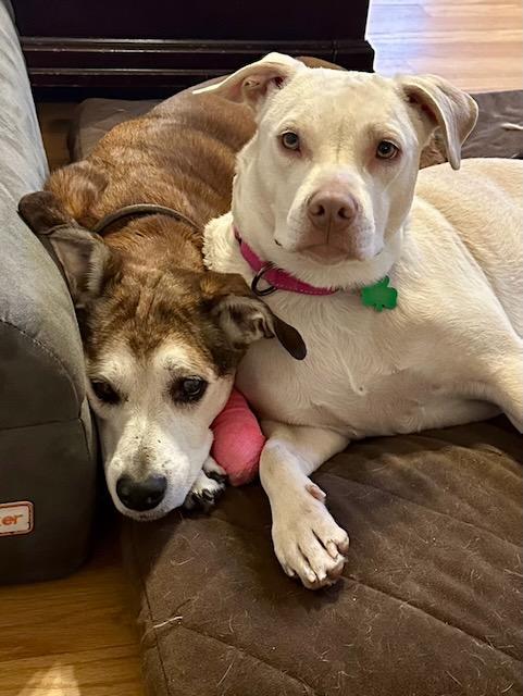 Enlarge WINNIE, a Adoptable mixed breed in Alpharetta, GA image 3/6