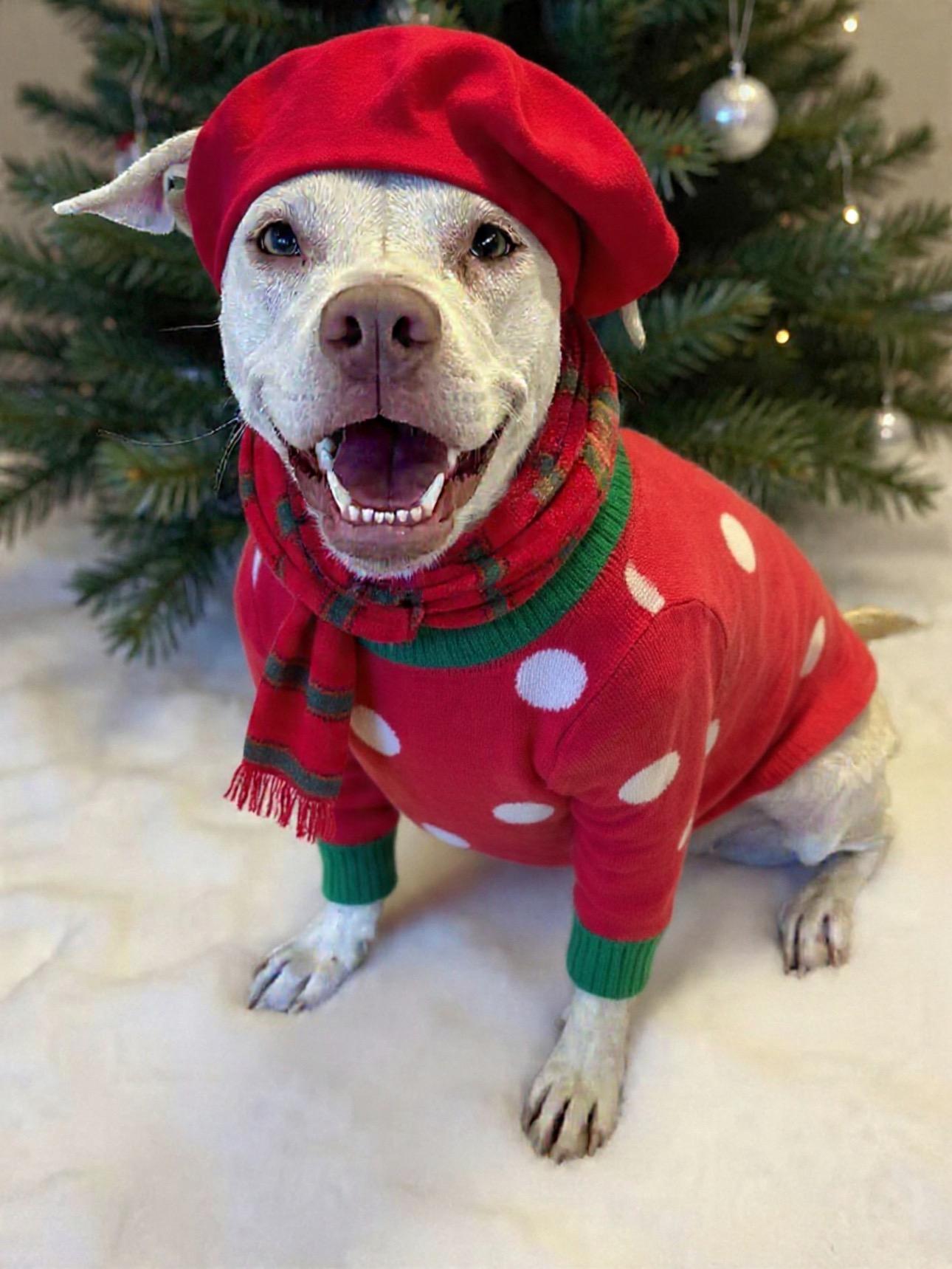 Enlarge WINNIE, a Adoptable mixed breed in Alpharetta, GA image 6/6