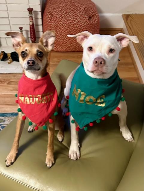 Enlarge WINNIE, a Adoptable mixed breed in Alpharetta, GA image 2/6