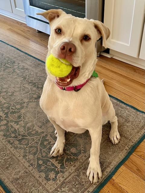 WINNIE, a Adoptable mixed breed in Alpharetta, GA image 1/6