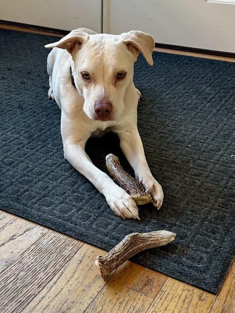 WINNIE, a Adoptable mixed breed in Alpharetta, GA image 5/6