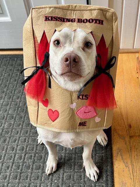 WINNIE, a Adoptable mixed breed in Alpharetta, GA image 6/6