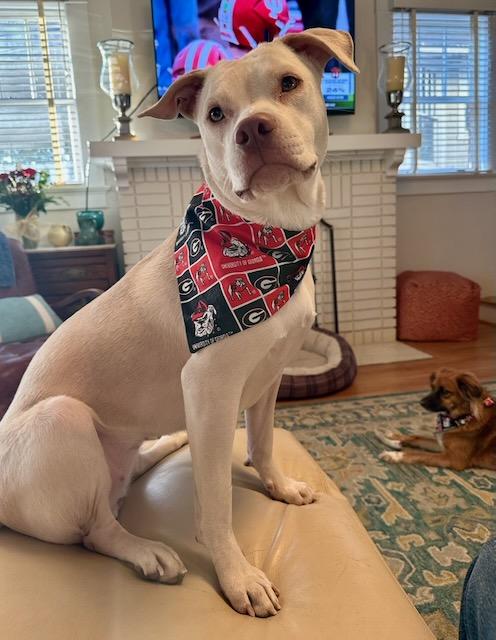 WINNIE, Adoptable, Adult Female Pit Bull Terrier & Labrador Retriever.