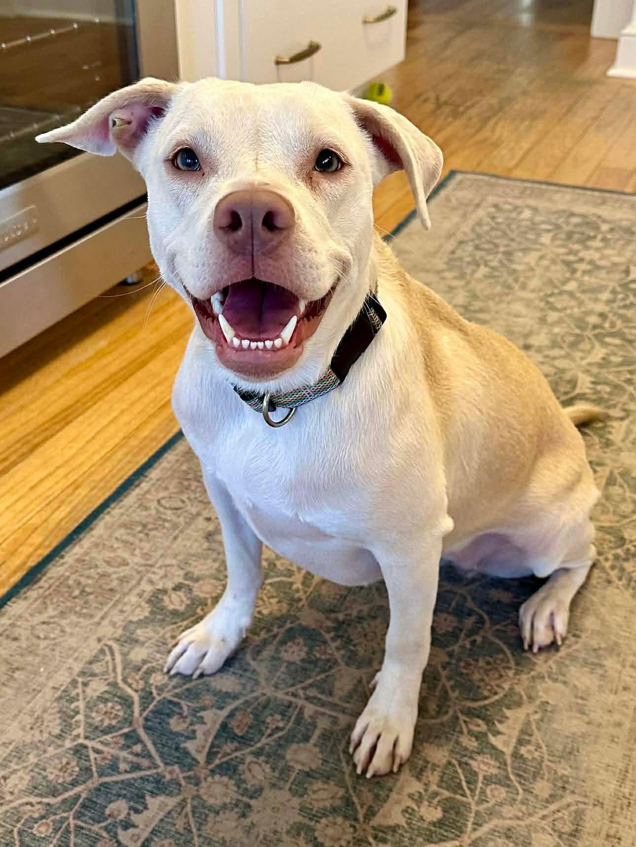 Enlarge WINNIE, a Adoptable mixed breed in Alpharetta, GA image 5/6