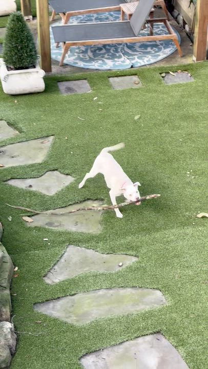 Enlarge WINNIE, a Adoptable mixed breed in Alpharetta, GA video 4/6