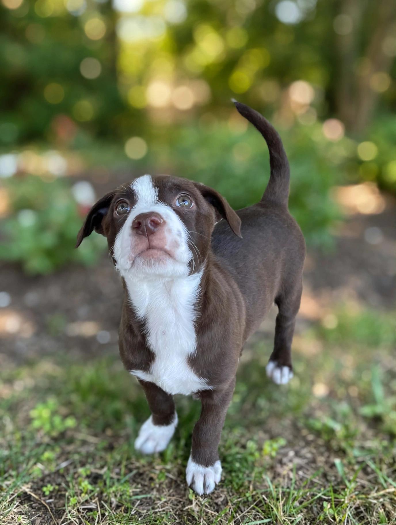 Enlarge Penelope, a Adoptable mixed breed in Antioch, IL image 4/5