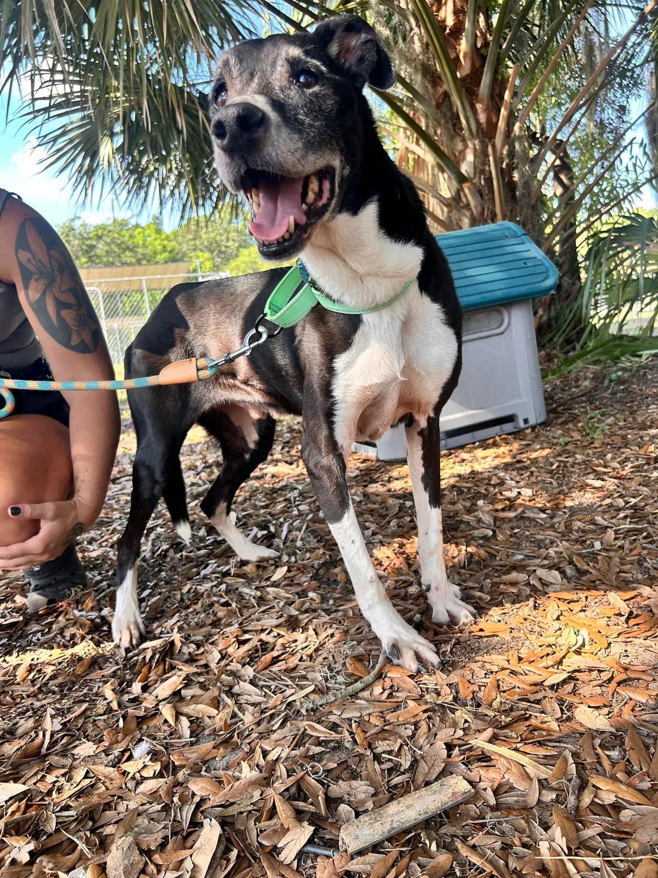 Harley, Senior Male Mixed Breed