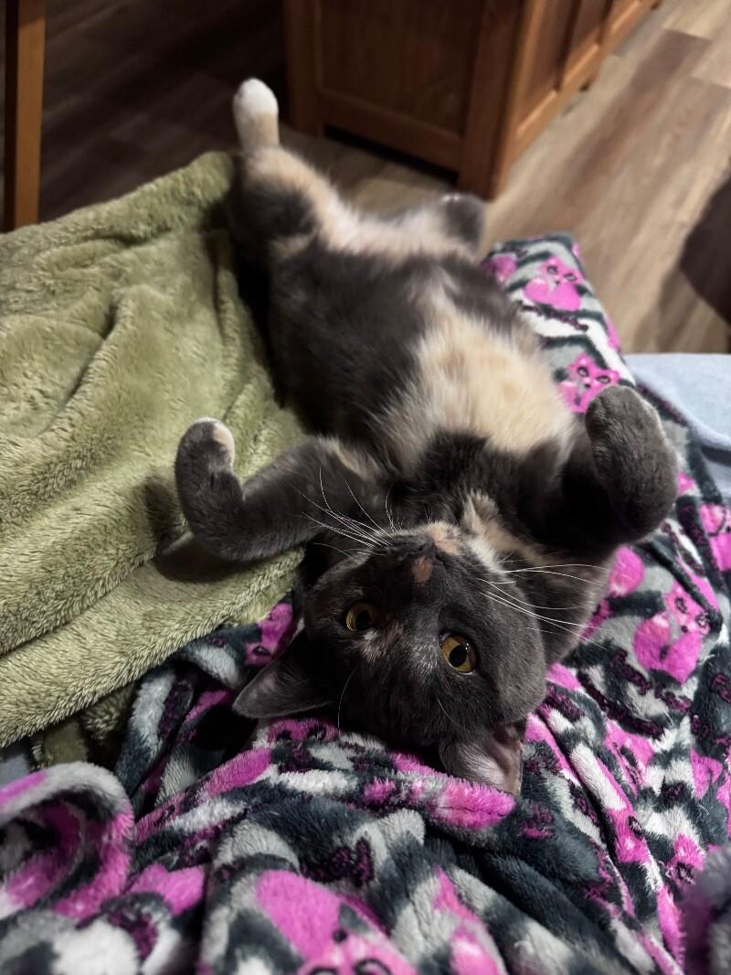 Stevie, Adoptable, Young Female Domestic Short Hair.