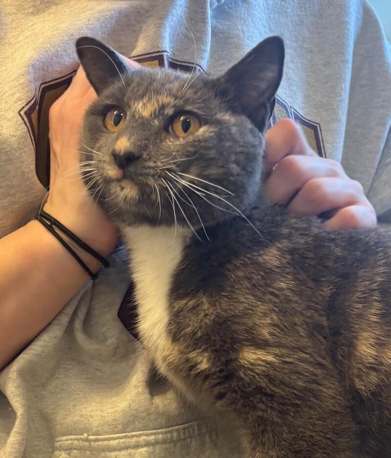 Stevie, a Adoptable Domestic Short Hair in Colmar, PA image 2/6