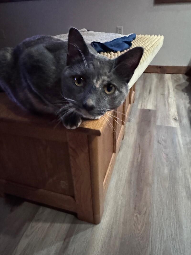 Stevie, a Adoptable Domestic Short Hair in Colmar, PA image 3/6