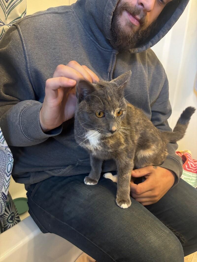 Stevie, a Adoptable Domestic Short Hair in Colmar, PA image 4/6