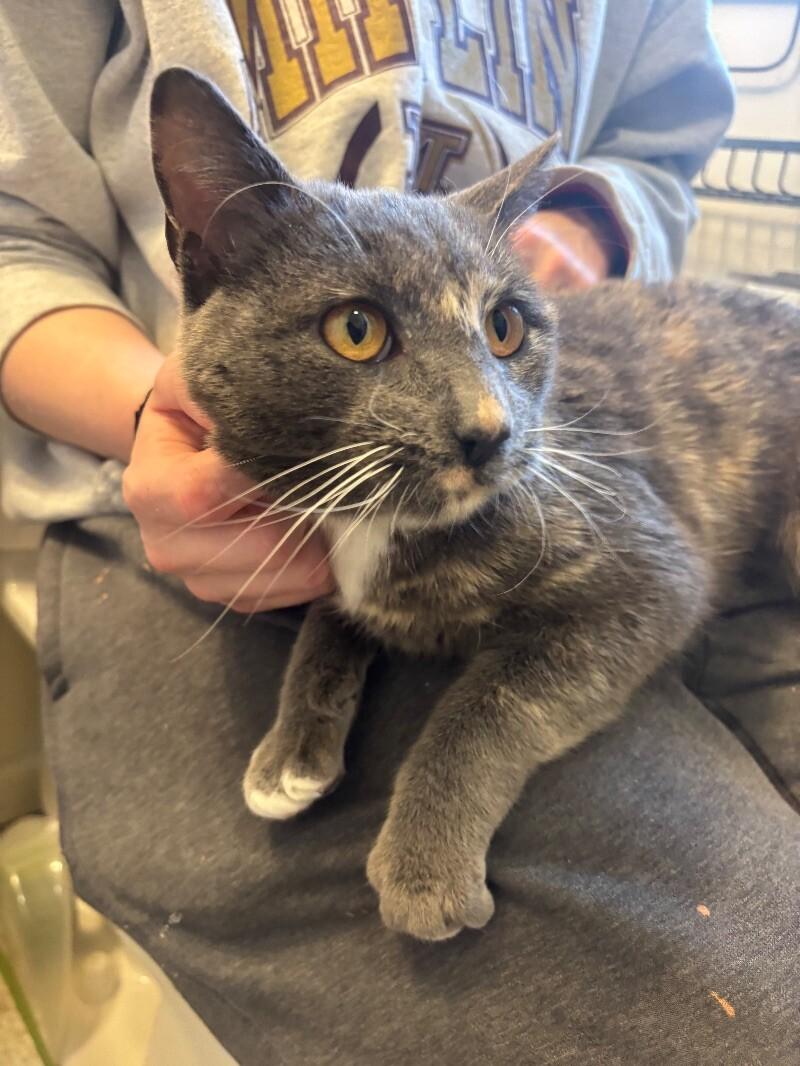 Stevie, a Adoptable Domestic Short Hair in Colmar, PA image 5/6