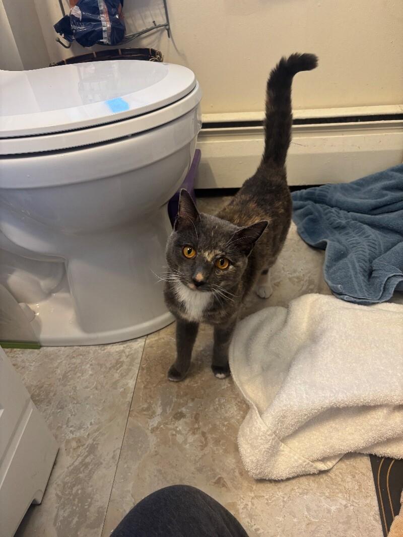 Stevie, a Adoptable Domestic Short Hair in Colmar, PA image 6/6