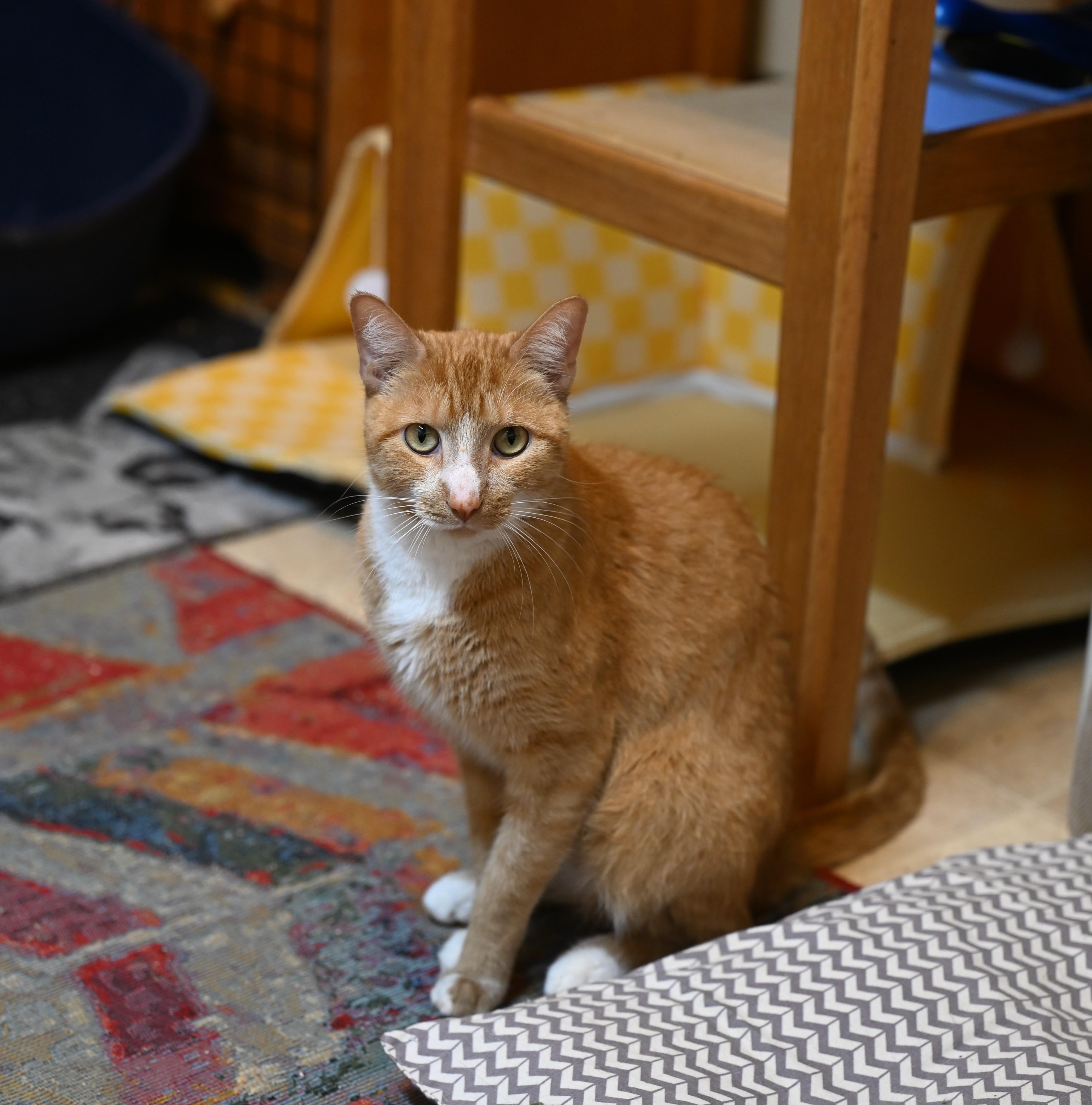 Bubba - I’m declawed!