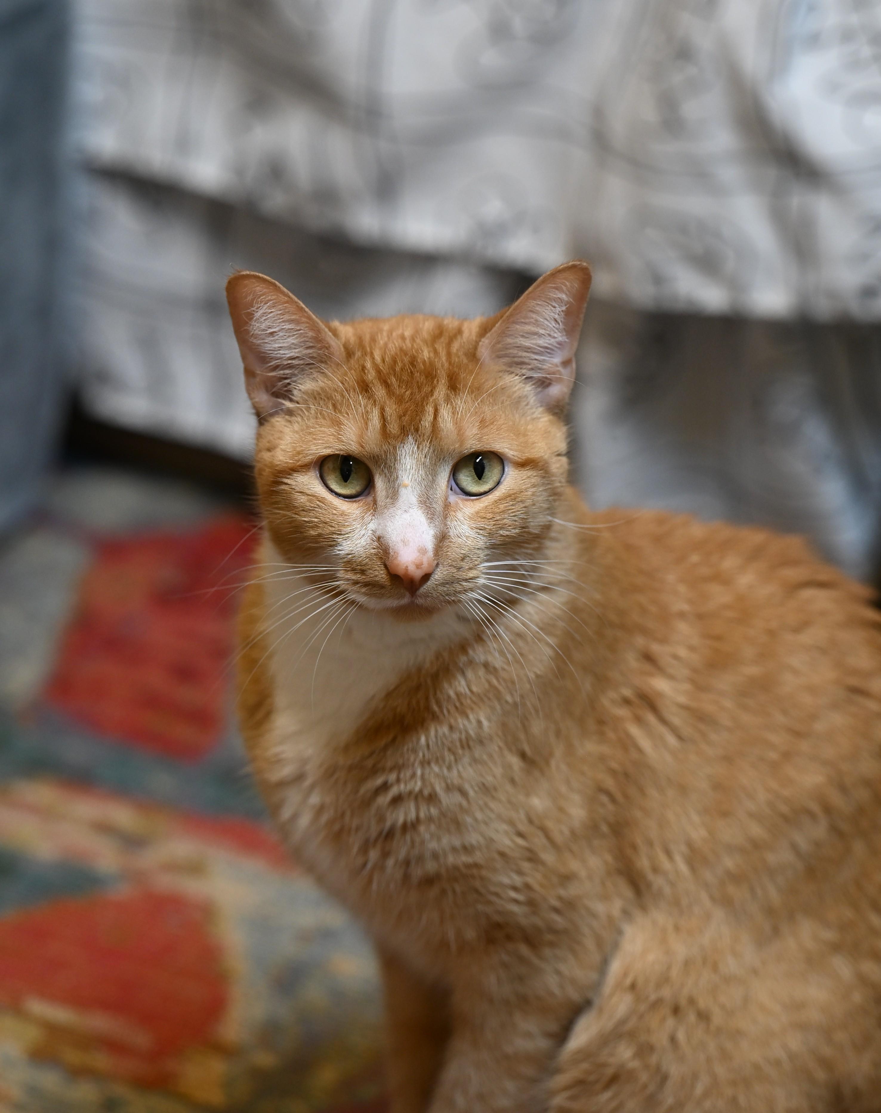 Bubba - I’m declawed!