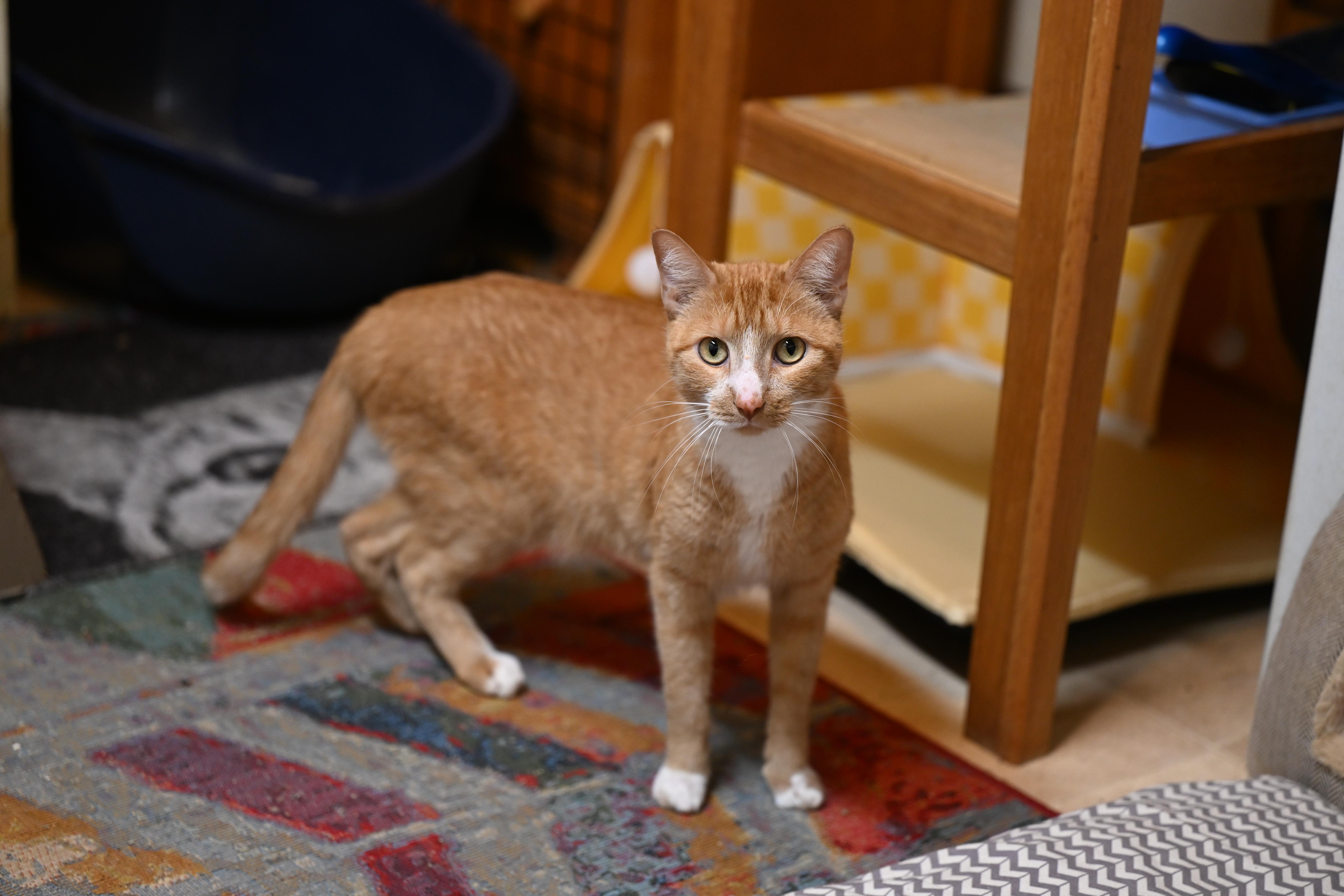 Bubba - I’m declawed!