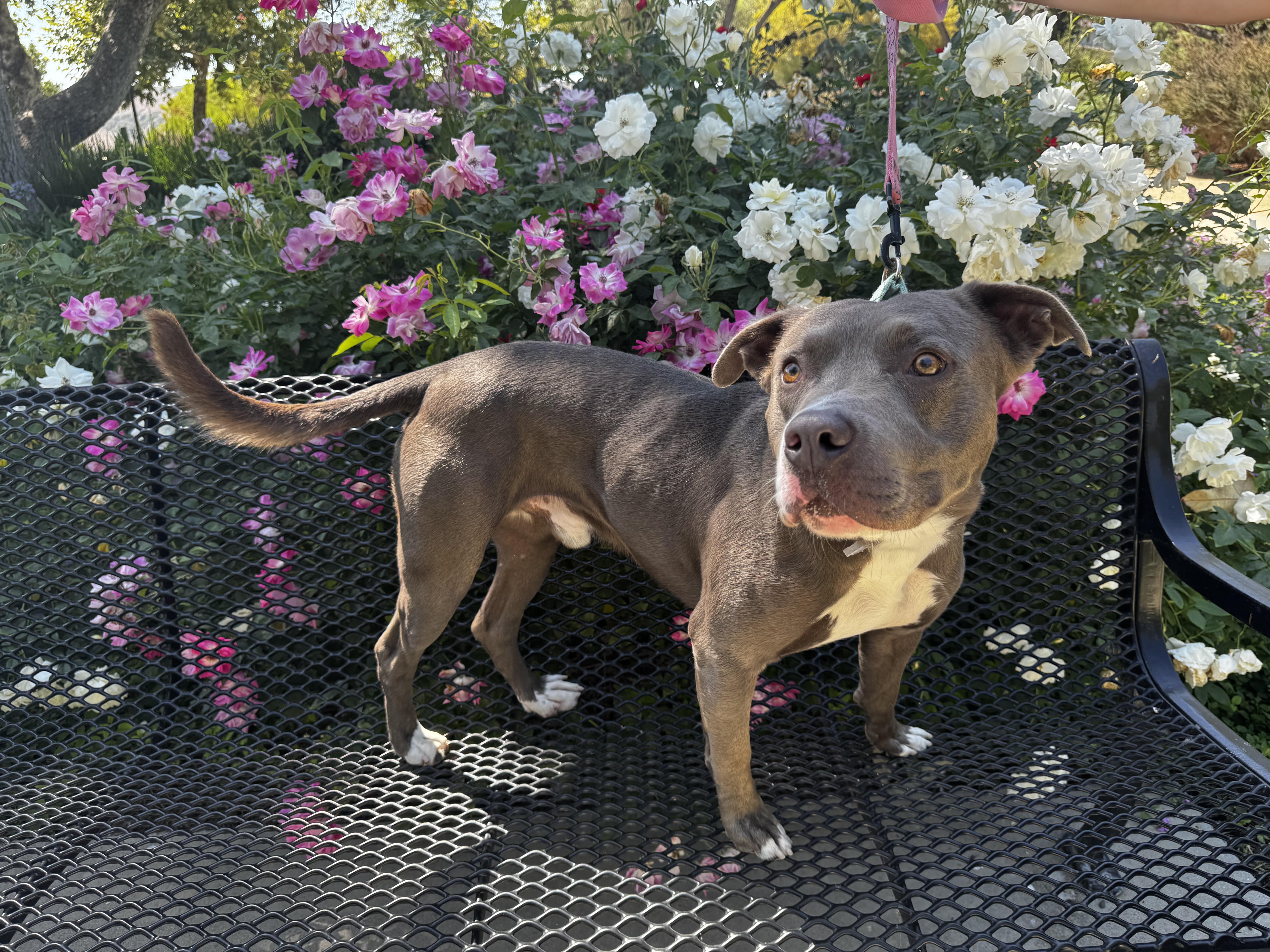 Spartan, Adoptable, Adult Male Pit Bull Terrier.