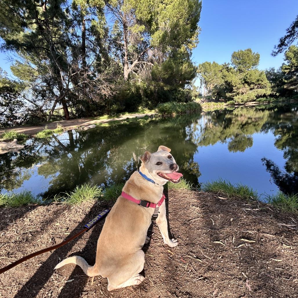 Prince, Adoptable, Senior Male Labrador Retriever.