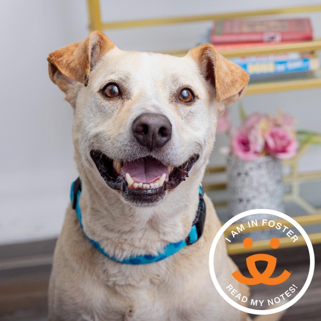 Enlarge Prince, a Adoptable Mixed Breed in Los Angeles, CA image 1/4