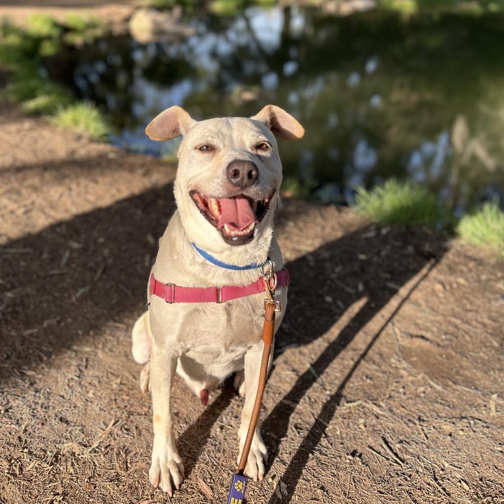 Prince — thumbnail 3