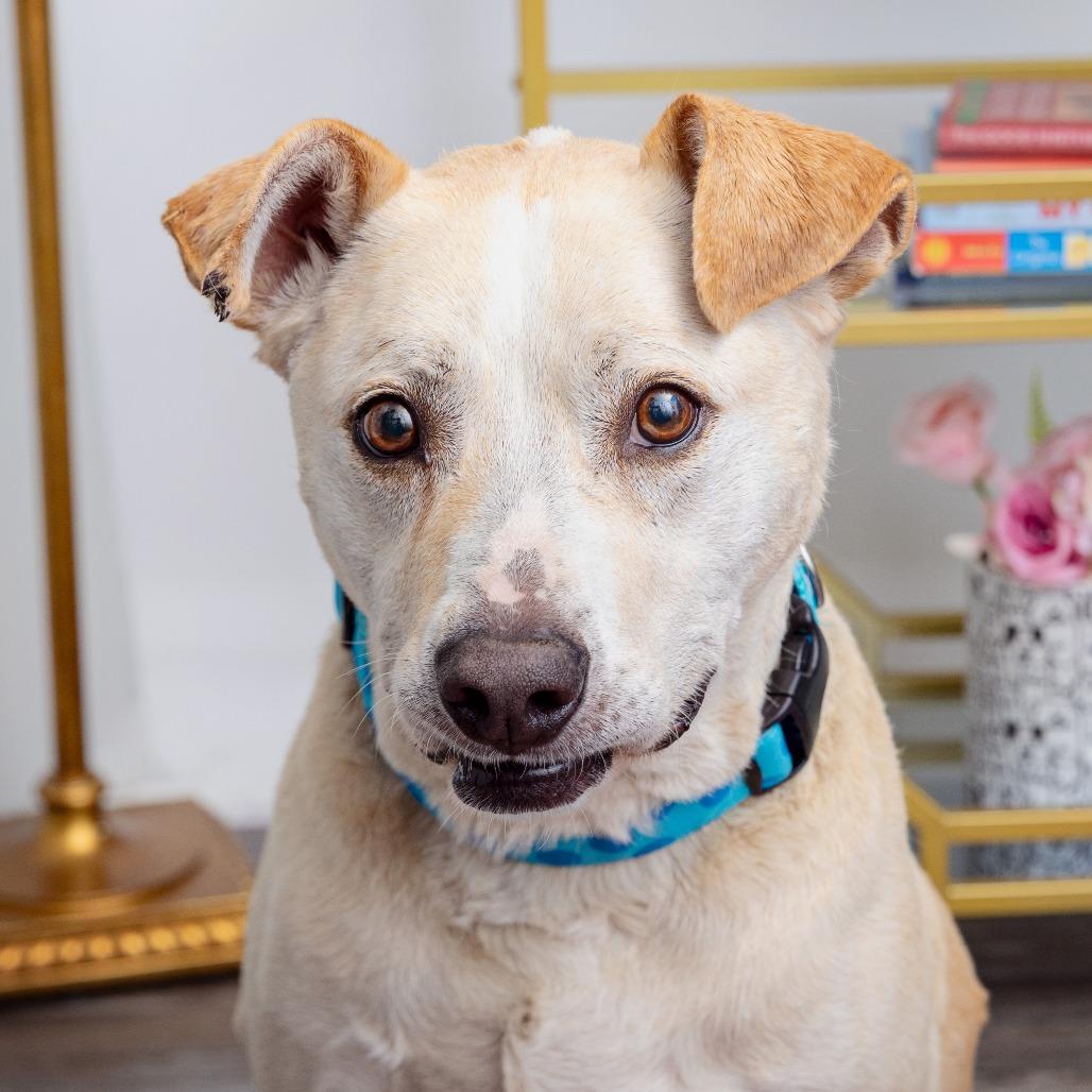 Prince — thumbnail 4