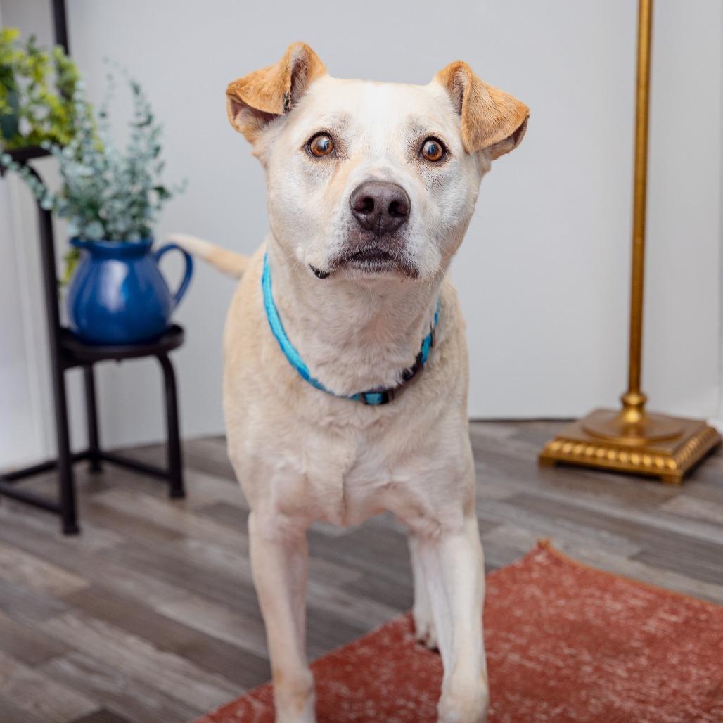 Enlarge Prince, a Adoptable Mixed Breed in Los Angeles, CA image 3/4