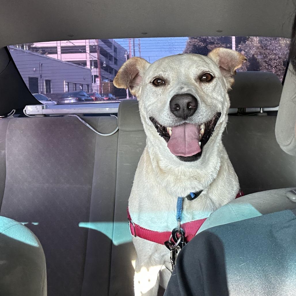 Enlarge Prince, a Adoptable Mixed Breed in Los Angeles, CA image 4/4