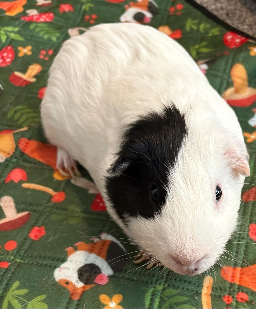 Enlarge Wheeks, Mocha & Brownie, a Adoptable Guinea Pig in West Chester, OH image 4/4