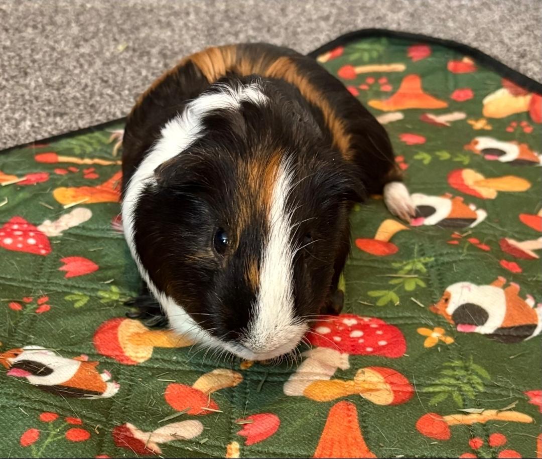 Enlarge Wheeks, Mocha & Brownie, a Adoptable Guinea Pig in West Chester, OH image 2/4