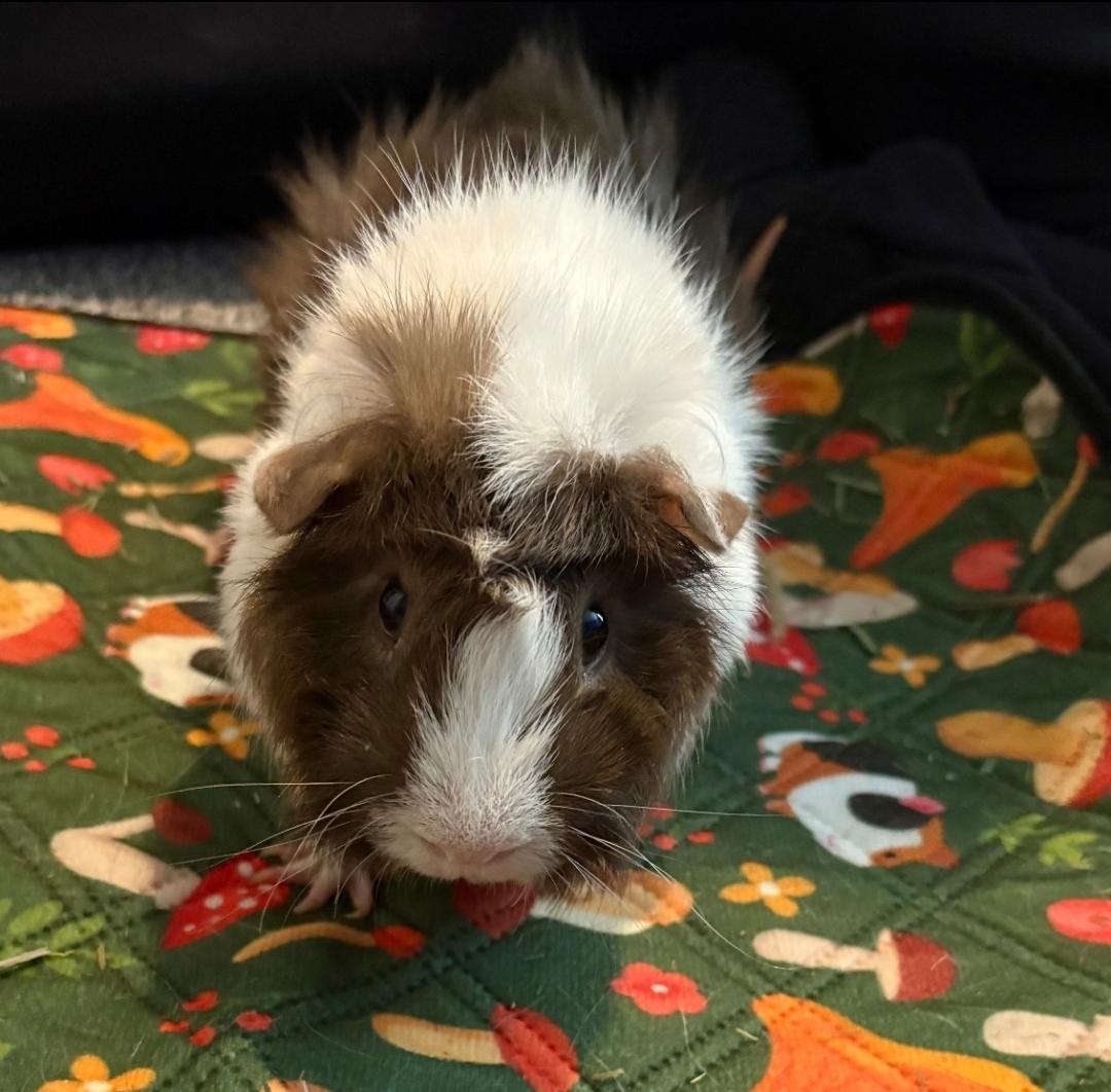 Enlarge Wheeks, Mocha & Brownie, a Adoptable Guinea Pig in West Chester, OH image 3/4